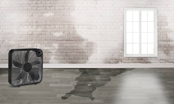 Best Carpet water damage restoration  in Flanders, NY